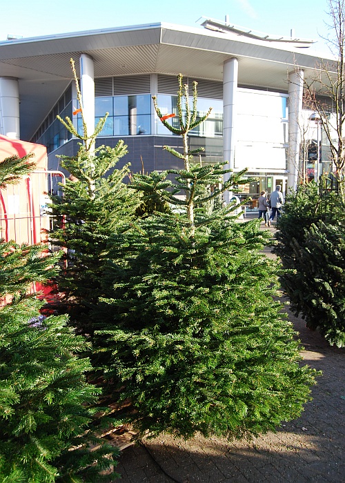 Christmas trees for sale at the Willow Brook Centre in Bradley Stoke, Bristol.