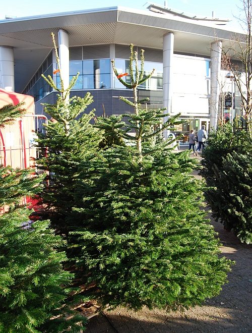 Christmas trees for sale at the Willow Brook Centre in Bradley Stoke, Bristol.