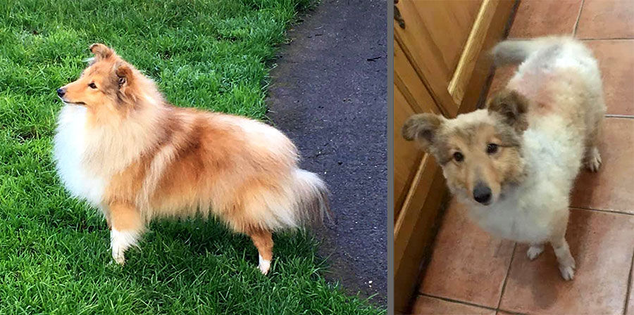 Before and after photos of Shetland sheepdog ‘Sonny’.